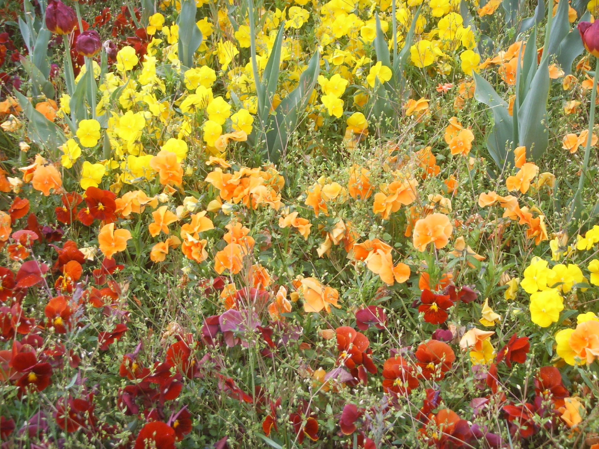 Bild zum Event: So entstehen die Pflanzen, die Zürich zum Blühen bringen